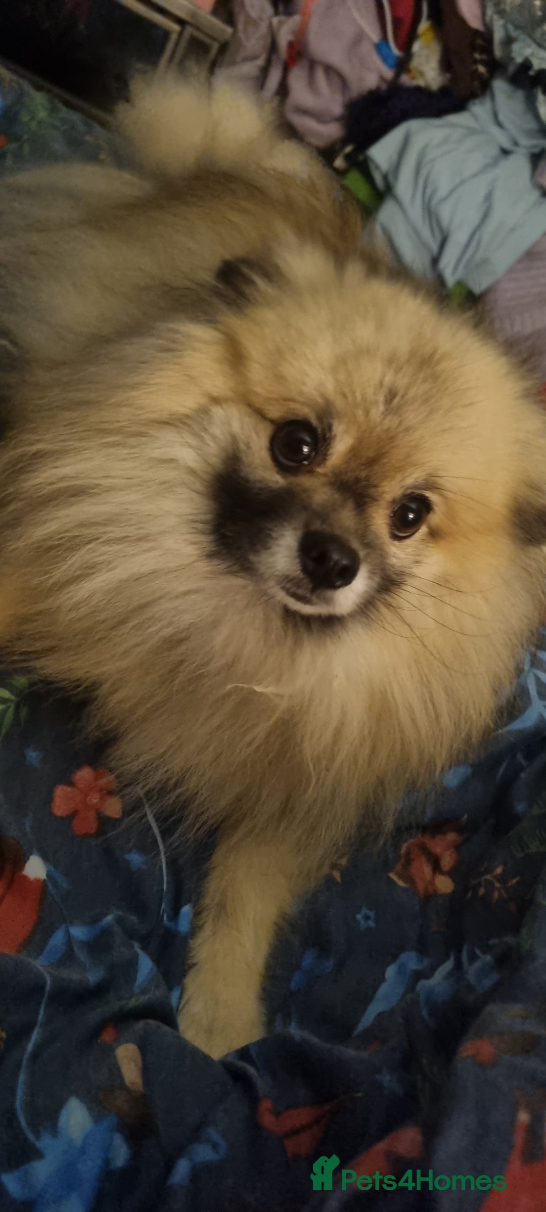 Pomeranian dogs for sale: Pomeranian  - Image 2