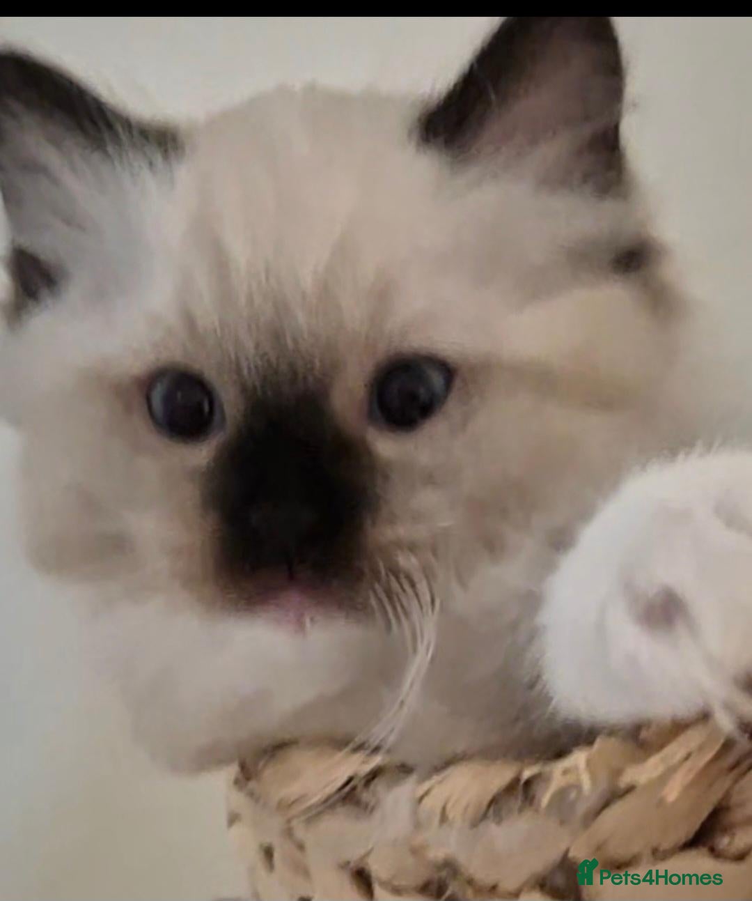 Ragdoll cats for sale: Chunky TICA reg Ragdoll - Advert 2