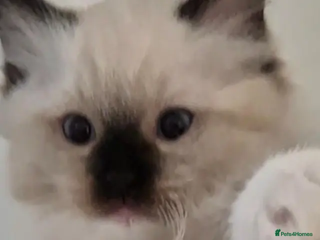 Ragdoll cats for sale: Chunky TICA reg Ragdoll - Advert 2
