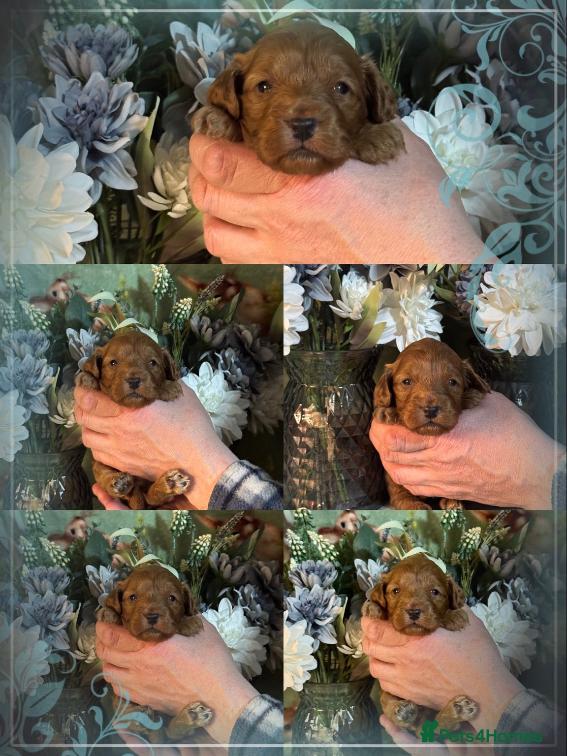 Cockapoo dogs 1 girl left  f1 Cockerpoo puppies dna clear  - Advert 13