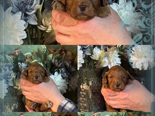 Cockapoo dogs 1 girl left f1 Cockerpoo puppies dna clear - Advert 2