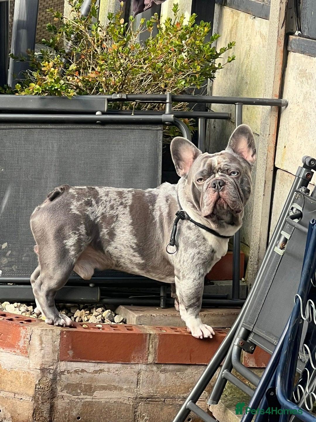 French Bulldog dogs for stud: LILAC MERLE STUD in Wednesbury - Image 1