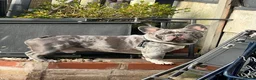 French Bulldog dogs for stud: LILAC MERLE STUD in Wednesbury - Advert 1