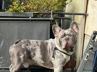 French Bulldog dogs LILAC MERLE STUD in Wednesbury - Advert 22