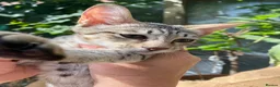 Savannah cats for sale: Savannah PED’G kitten last light bst girl F5SBT - Advert 9