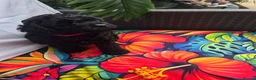 Cavapoo dogs for sale: READY FOR NEW HOME CAVAPOO GIRL - Advert 10