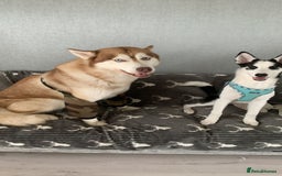 Siberian Husky dogs for sale: Husky puppy female for sale - Image 2