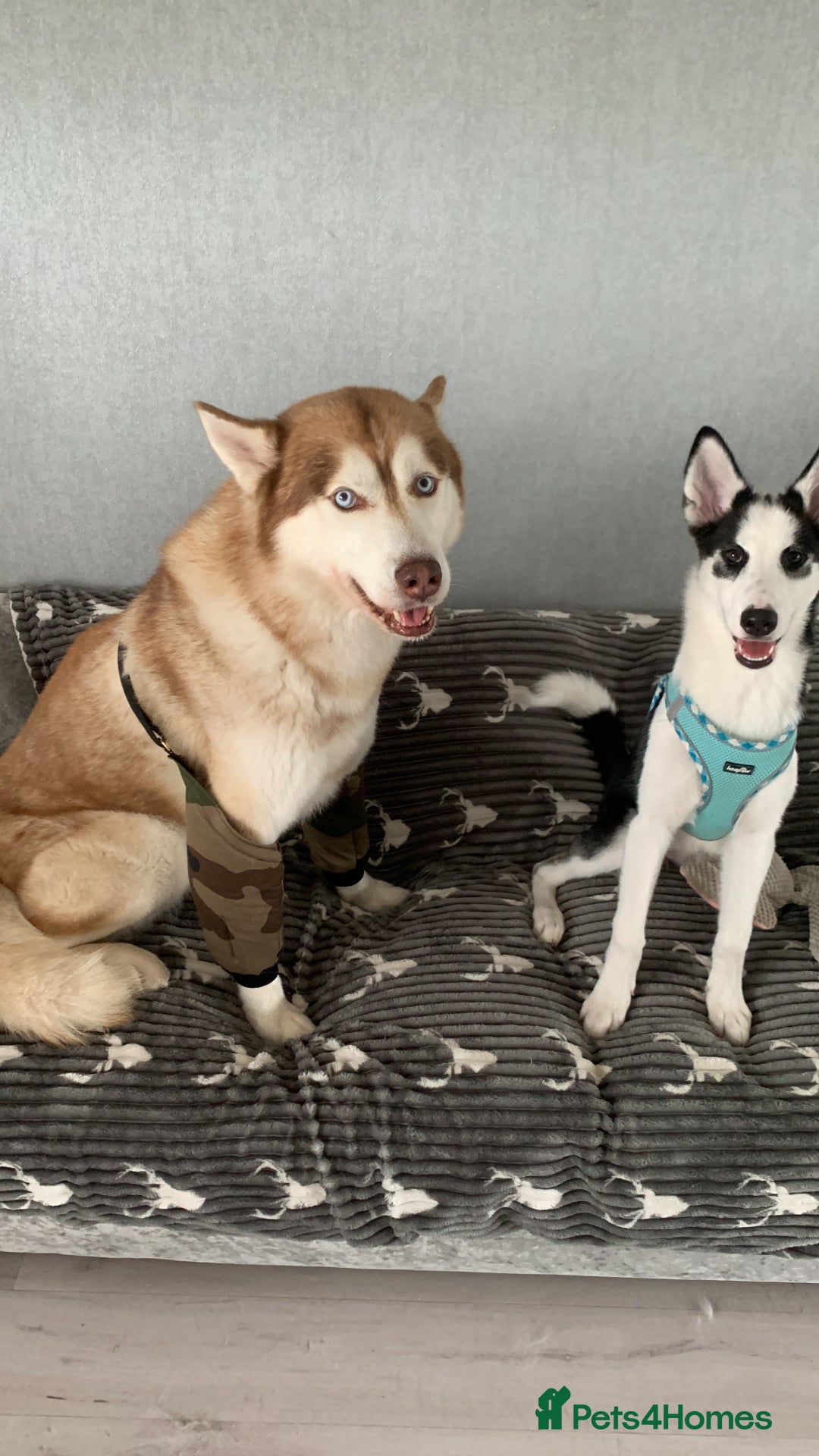 Siberian Husky dogs for sale: Husky puppy female for sale - Image 2