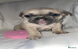 French Bulldog dogs for sale:  French Bulldog Puppies – Beautiful, Rare Colours - Image 2