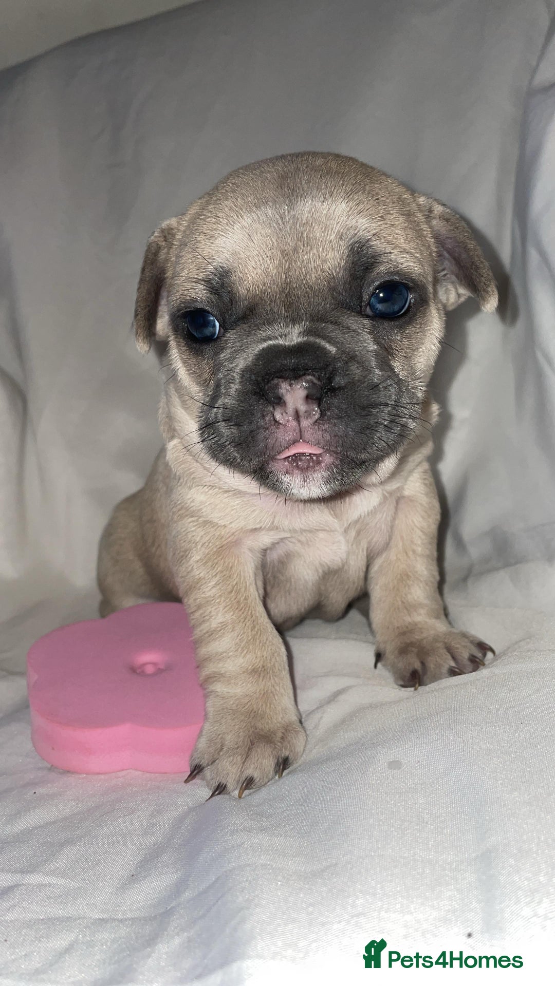 French Bulldog dogs for sale:  French Bulldog Puppies – Beautiful, Rare Colours - Image 2