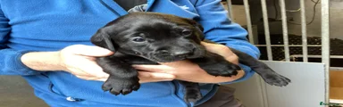 Labrador Retriever 6