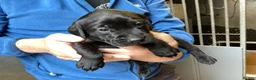 Labrador Retriever dogs for sale: Gorgeous litter - 3 sold already in Carluke - Advert 3