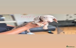 Miniature Dachshund dogs for sale: 3 gorgeous miniature dachshunds  - Image 9
