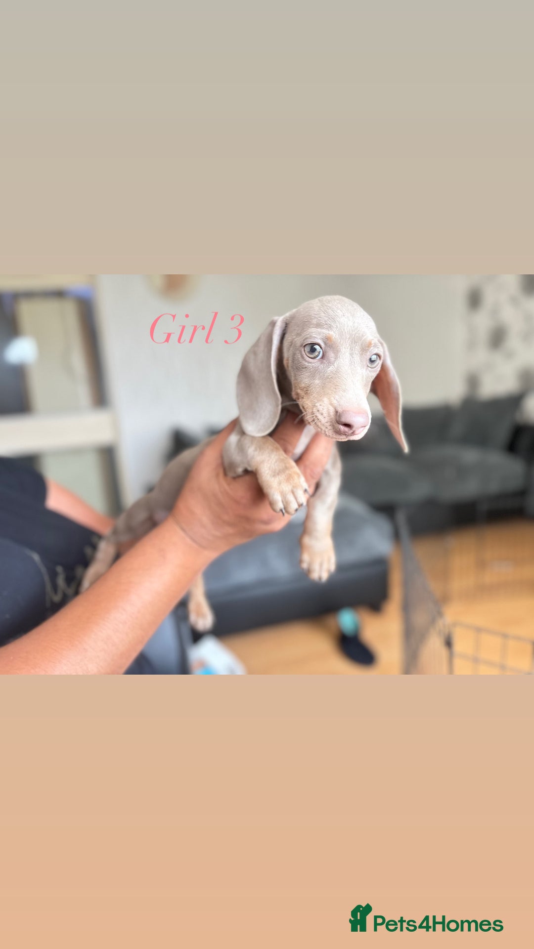 Miniature Dachshund dogs for sale: 3 gorgeous miniature dachshunds  - Image 9