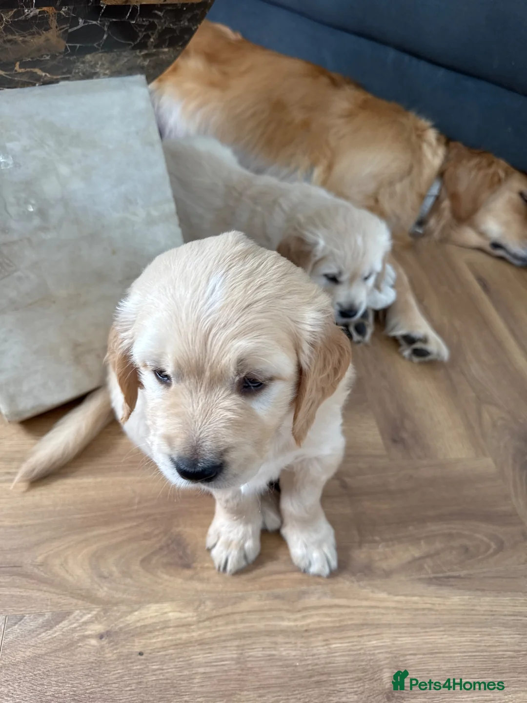 Golden Retriever dogs for sale: A litter of 5 golden retrievers puppies - Advert 2