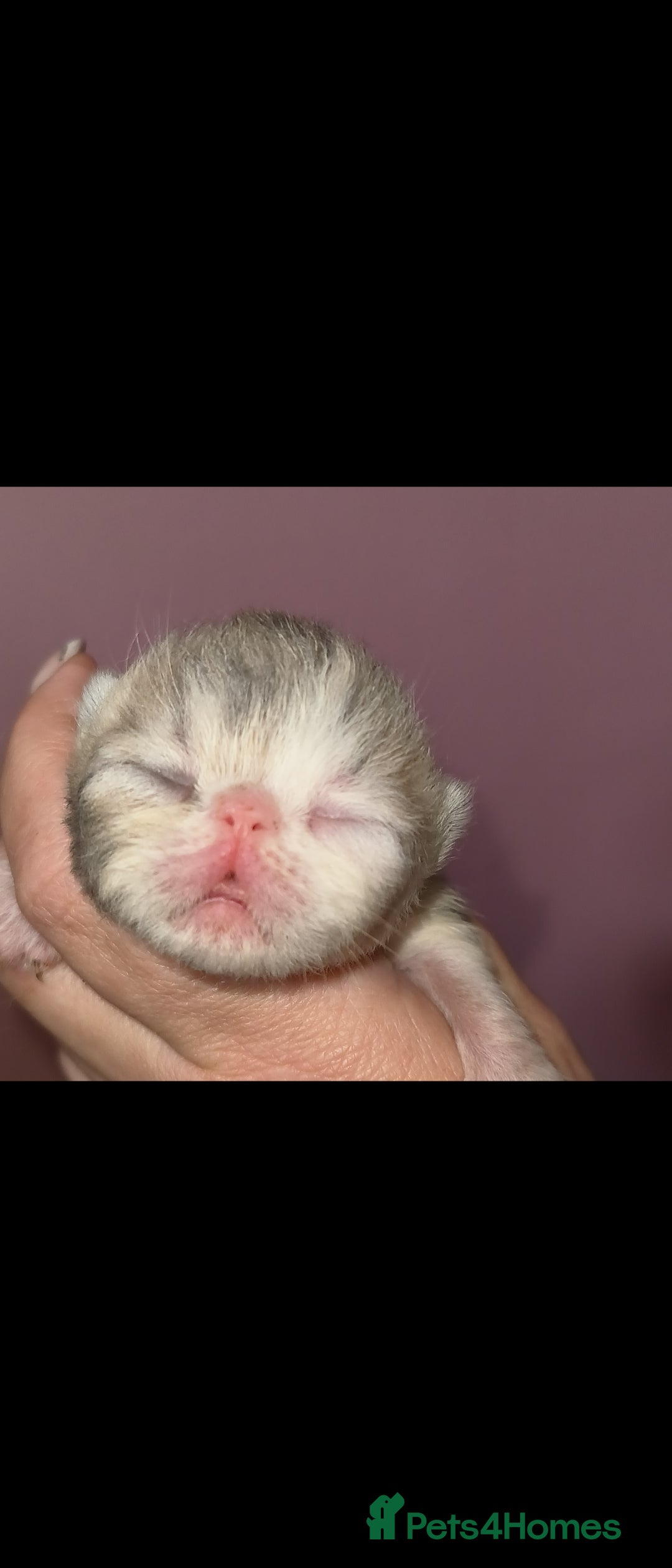 Exotic cats for stud: CREAM TABBY AND WHITE EXOTIC STUD in Barnsley - Advert 5