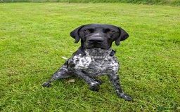 German Shorthaired Pointer dogs for sale: GSP Seeking Forever Home - Image 4