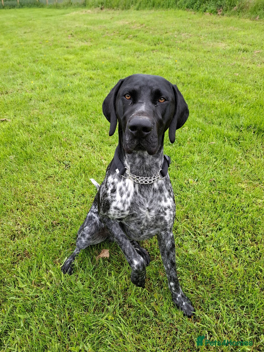 German Shorthaired Pointer dogs for sale: GSP Seeking Forever Home - Image 4