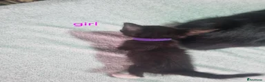 Mixed Breed 3