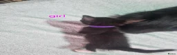 Mixed Breed cats for sale: Black kittens  - Advert 4