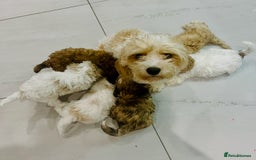 Cavapoochon dogs for sale: 6 beautiful Cavapoochons for sale. Wilmslow. - Image 25