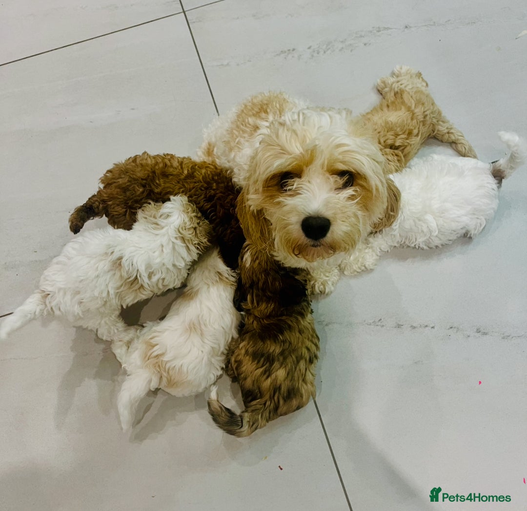 Cavapoochon dogs for sale: 6 beautiful Cavapoochons for sale. Wilmslow. - Image 25