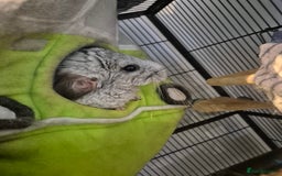 Chinchilla rodents for sale: Chinchillas - Image 6
