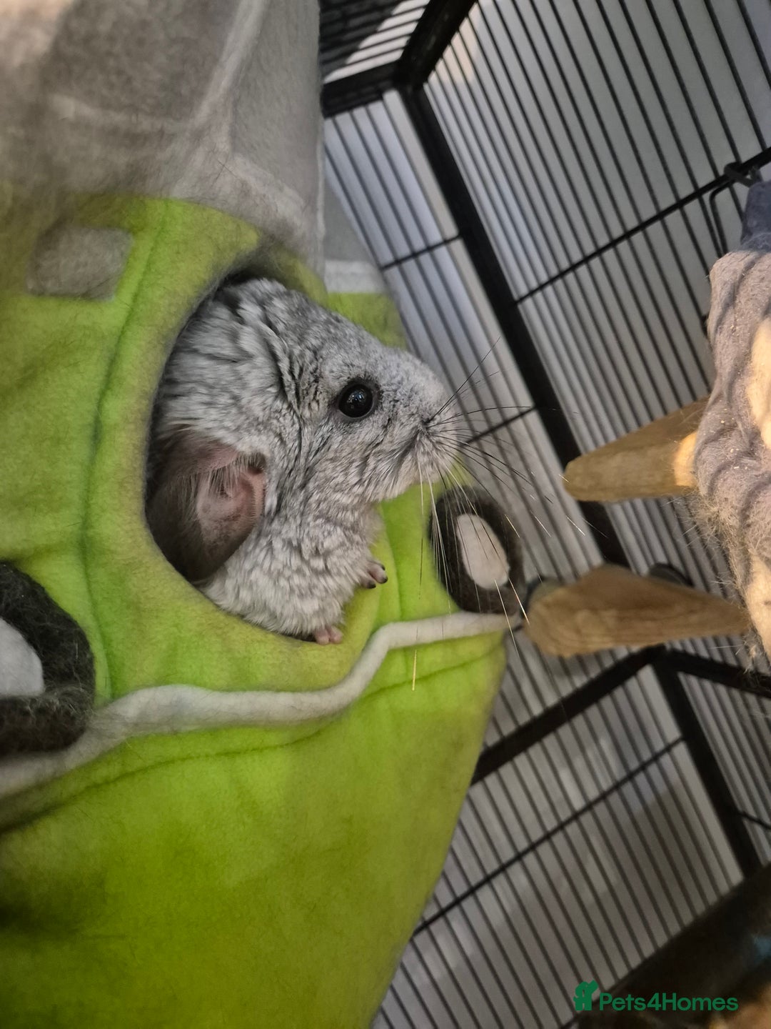 Chinchilla rodents for sale: Chinchillas - Image 6