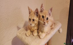 Maine Coon cats for sale: Pure Pedigree Maine Coon kittens  - Image 2