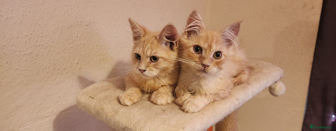 Maine Coon cats for sale: Pure Pedigree Maine Coon kittens  - Image 2