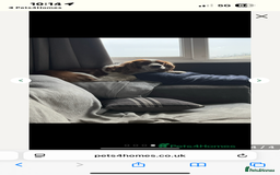 Cavalier King Charles Spaniel dogs for sale: Adorable cavaliers to be rehomed together - Image 3