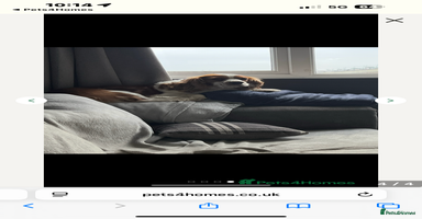 Cavalier King Charles Spaniel dogs - Advert 10