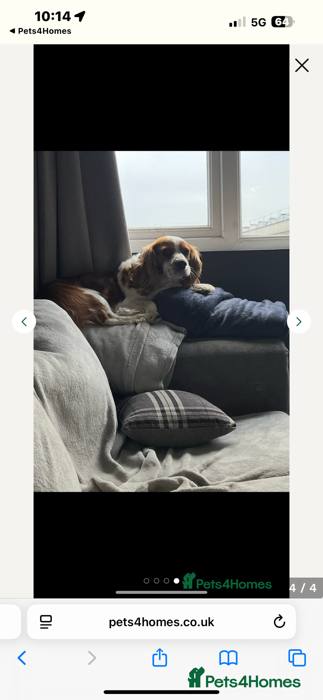 Cavalier King Charles Spaniel dogs for sale: Adorable cavaliers to be rehomed together - Image 3
