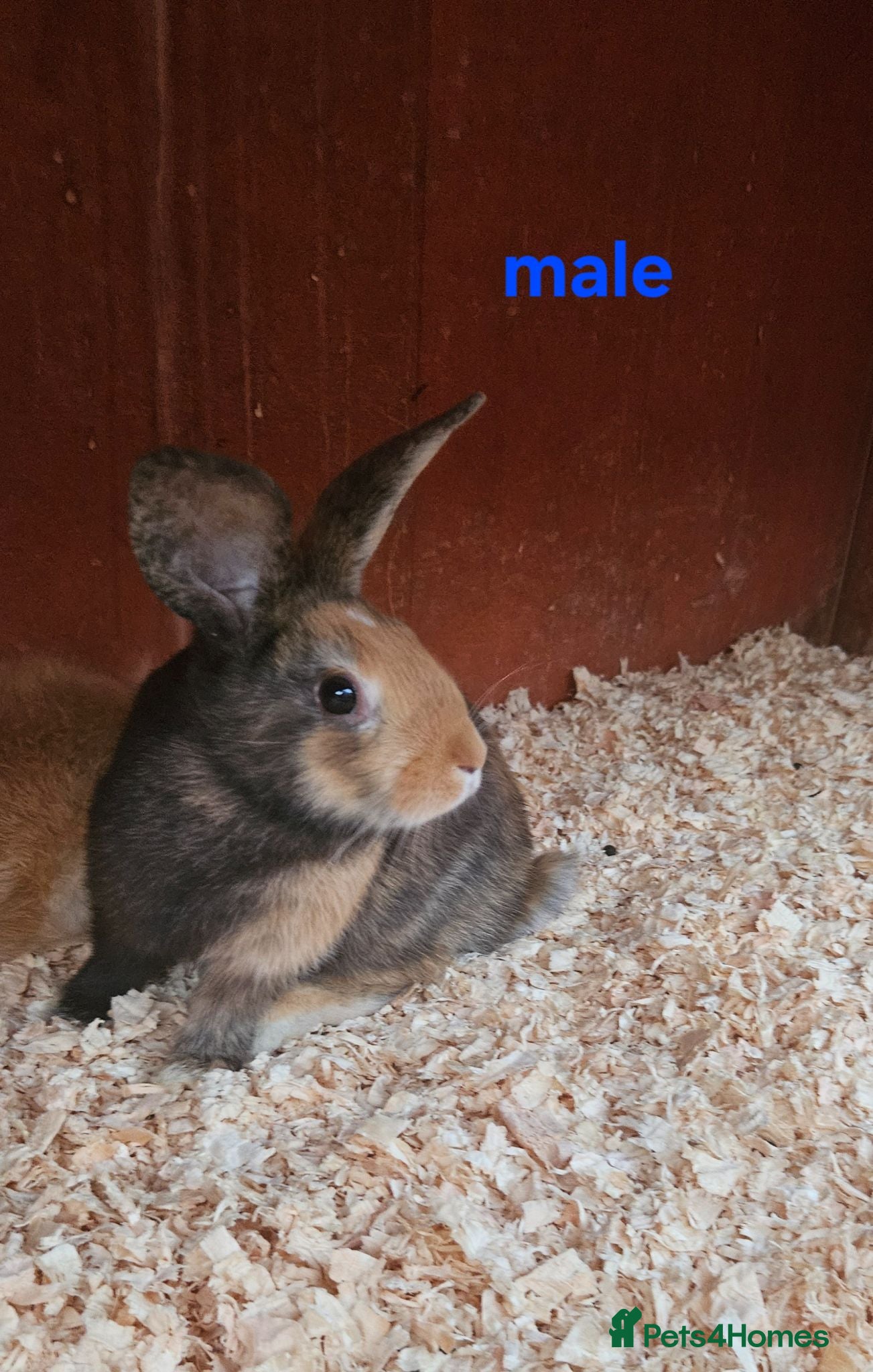 Mixed Breed rabbits Minilop x dutchrabbits  - Advert 14