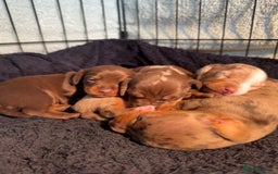 Miniature Dachshund dogs for sale: ‼️ READY NOW‼️ Miniature smooth hair dachshund - Image 4