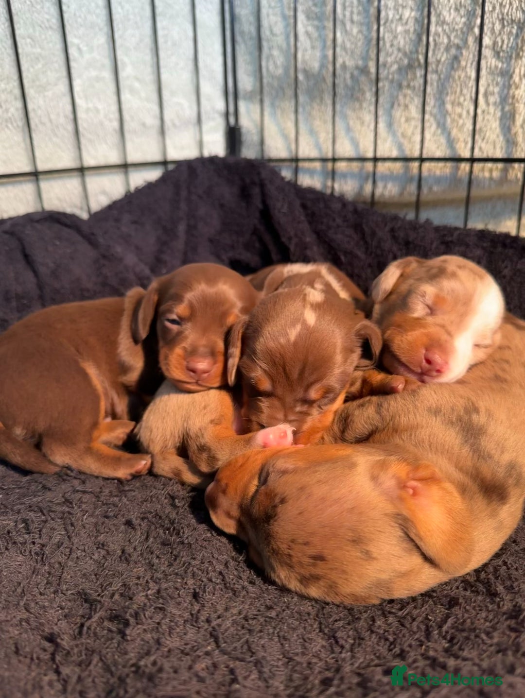 Miniature Dachshund dogs for sale: ‼️ READY NOW‼️ Miniature smooth hair dachshund - Image 4