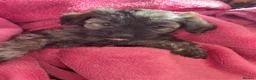 Shihpoo dogs for sale: *** LAST 1 LEFT** REDUCED TO SELL *** READY NOW ** - Advert 16