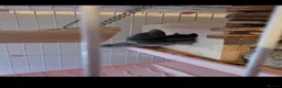 Chinchilla rodents for sale: Free chinchillas  - Advert 4