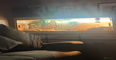 Bearded Dragon reptiles - Advert 12