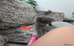 British Shorthair cats for sale: Gorgeous british shorthair 11 week old boy - Image 8