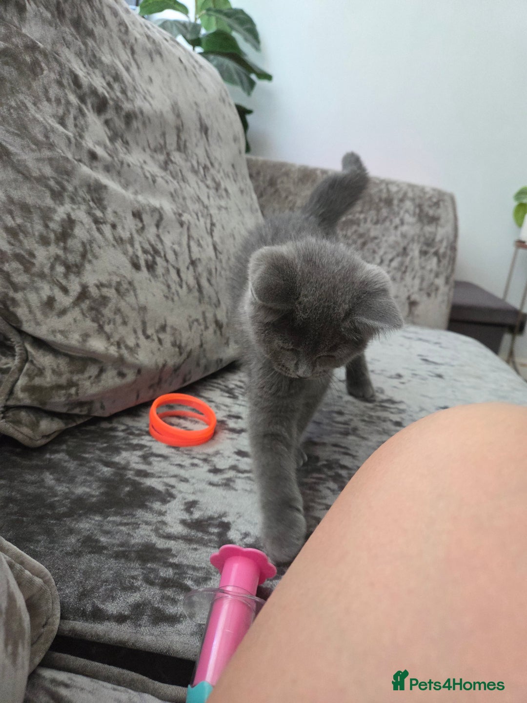 British Shorthair cats for sale: Gorgeous british shorthair 11 week old boy - Image 8