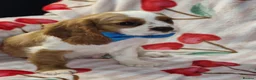 Cavalier King Charles Spaniel dogs for sale: KC Cavalier King Charles Spaniel!DNA tested! - Advert 12