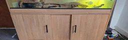 Bearded Dragon reptiles for sale: Bearded dragon in Dumbarton - Advert 4