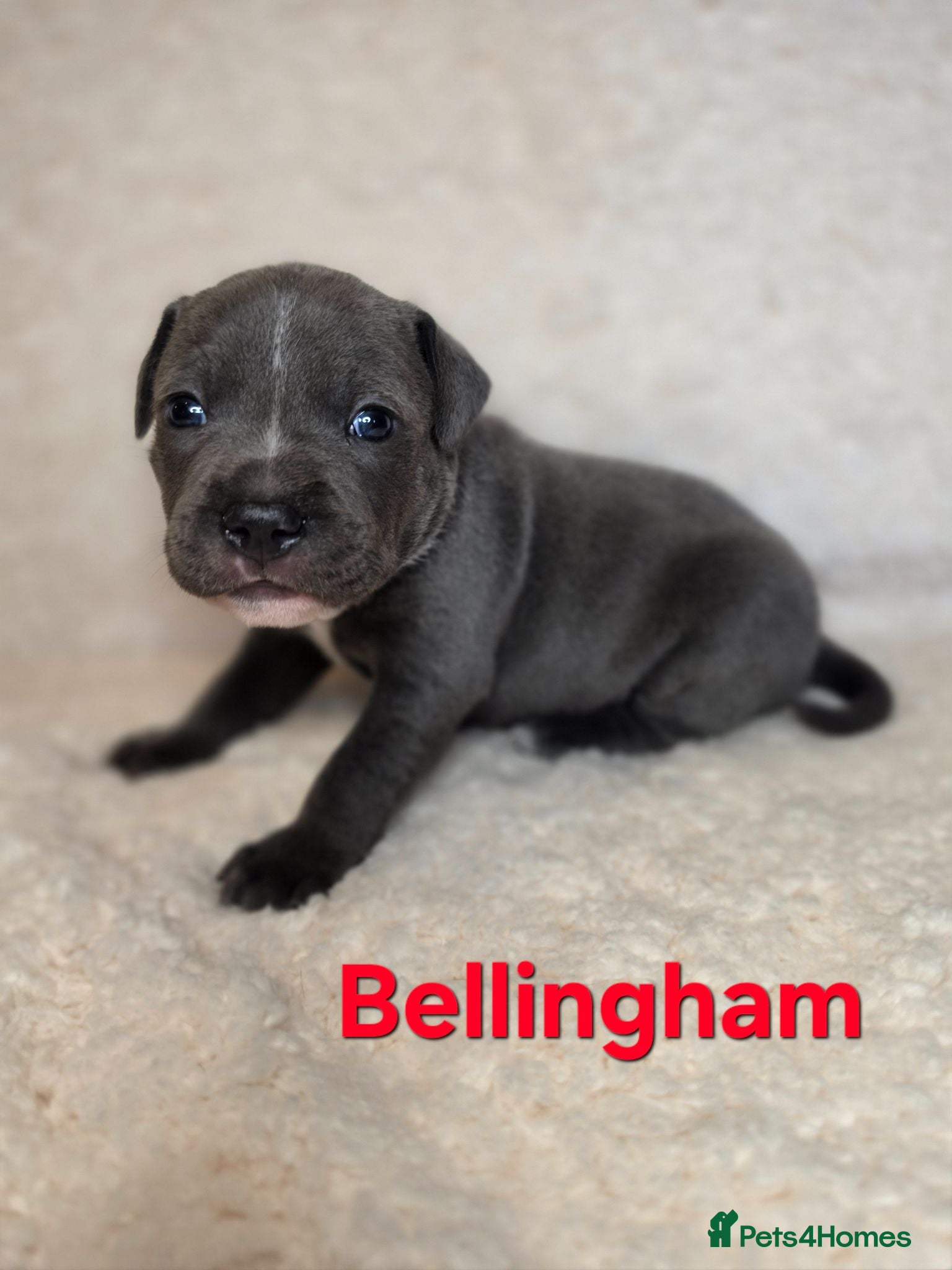 Staffordshire Bull Terrier dogs BLUE STAFFY PUPPIES ⭐️ WORLD CUP LITTER ⚽️ - Advert 2