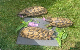 Hermann Tortoise reptiles for sale: Male Hermann Tortoise  in Swadlincote - Image 1