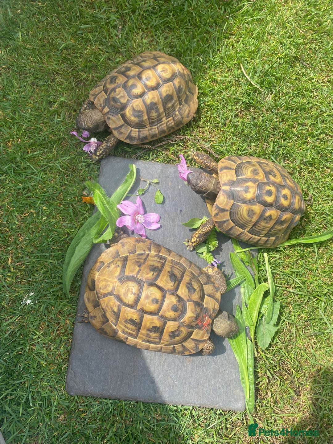 Hermann Tortoise reptiles for sale: Male Hermann Tortoise  in Swadlincote - Image 1