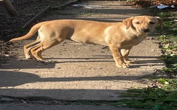 Labrador Retriever dogs for sale: Lab girl puppy  - Image 1