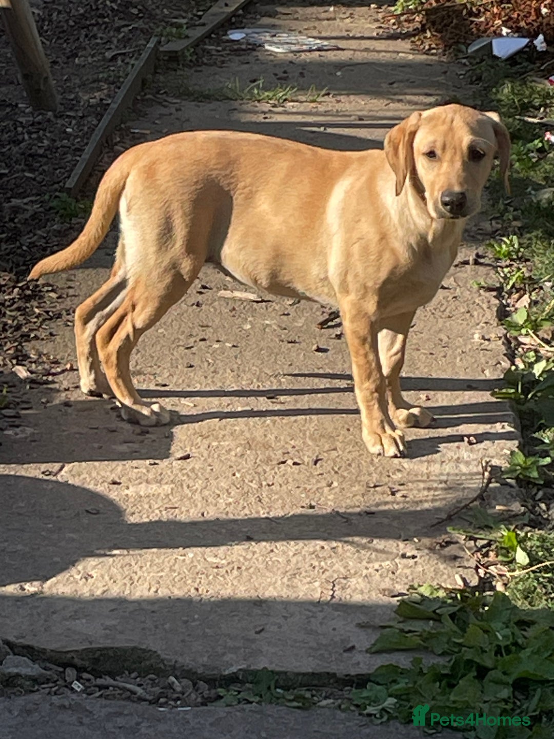 Labrador Retriever dogs for sale: Lab girl puppy  - Image 1