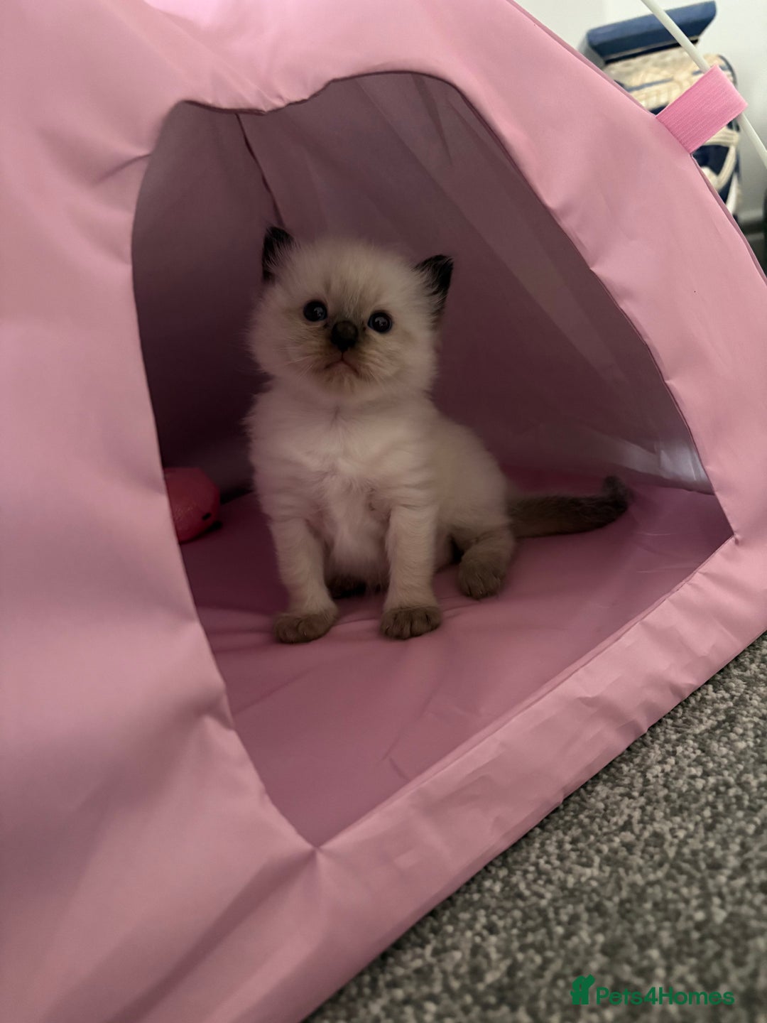 Ragdoll cats for sale: Beautiful ragdoll kittens for sale  - Image 11