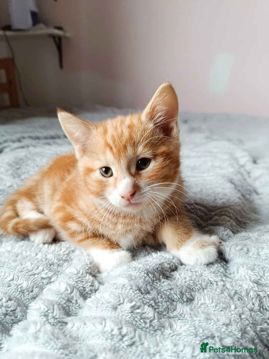 Mixed Breed cats for sale: Adorable Kittens Looking for Loving Homes - Advert 6